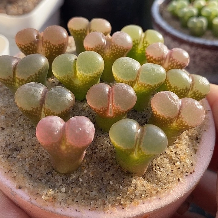 3503风铃cm10一组五颗