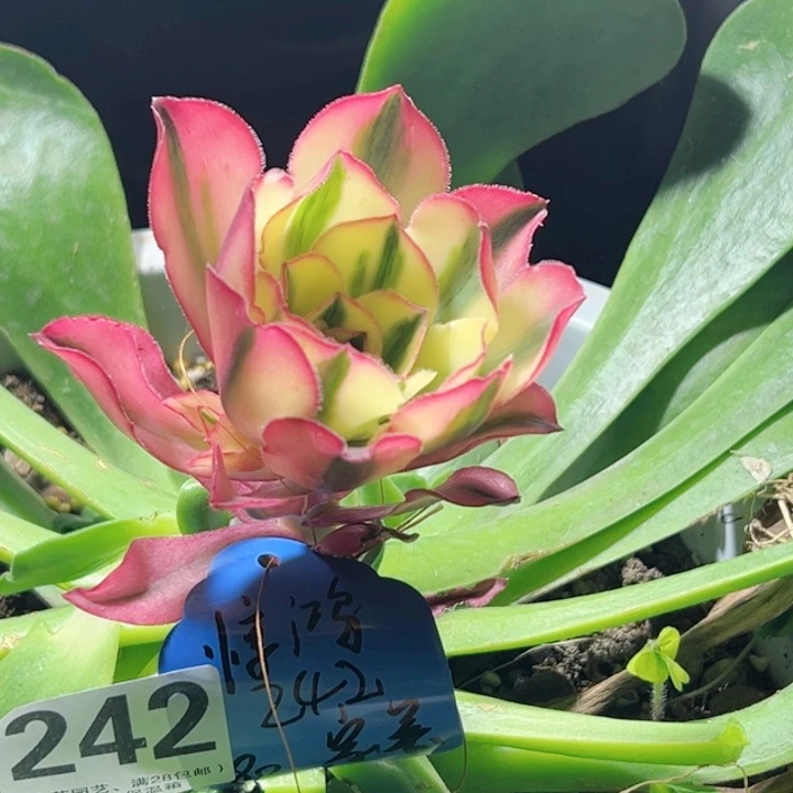 亦****鸿242爱丽丝、多肉植物、寄养