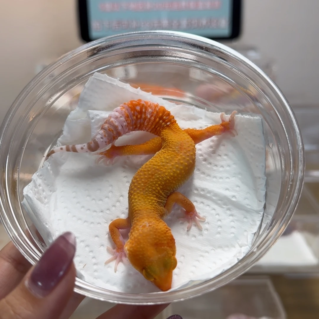 豹纹守宫阳光妹妹