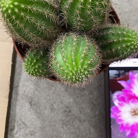 珍妮杂白糖，25789900