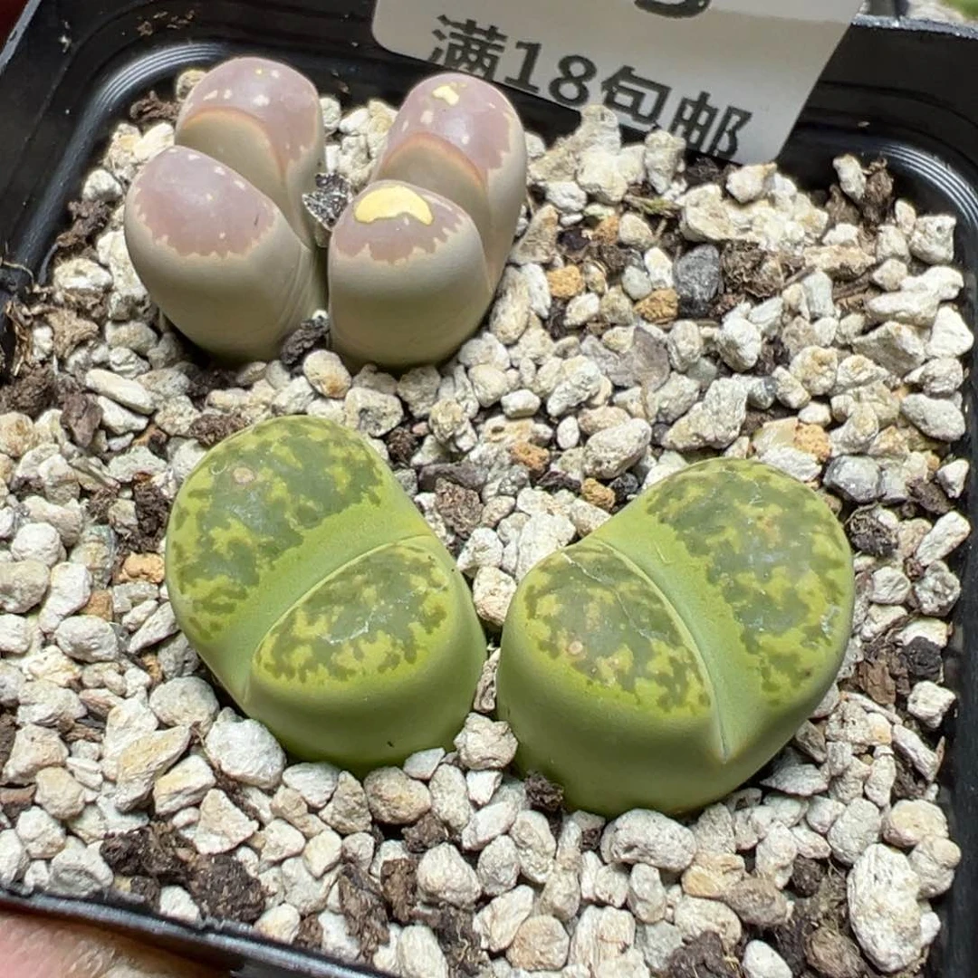 【闪购商品】 503。