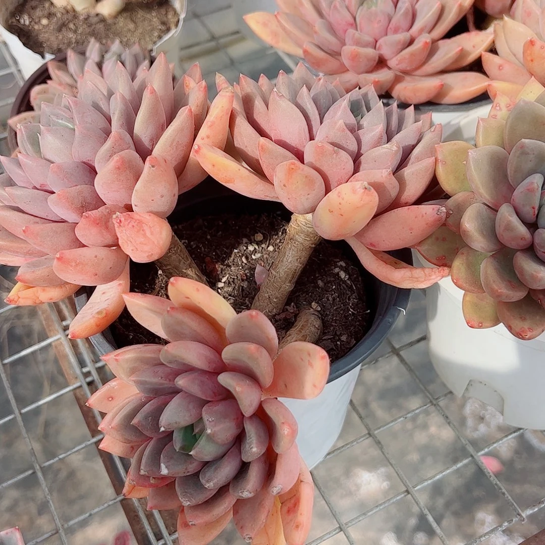 红象牙多头群生精品特价