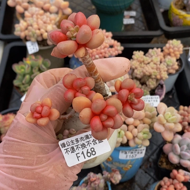 先锋派7cm168多肉植物