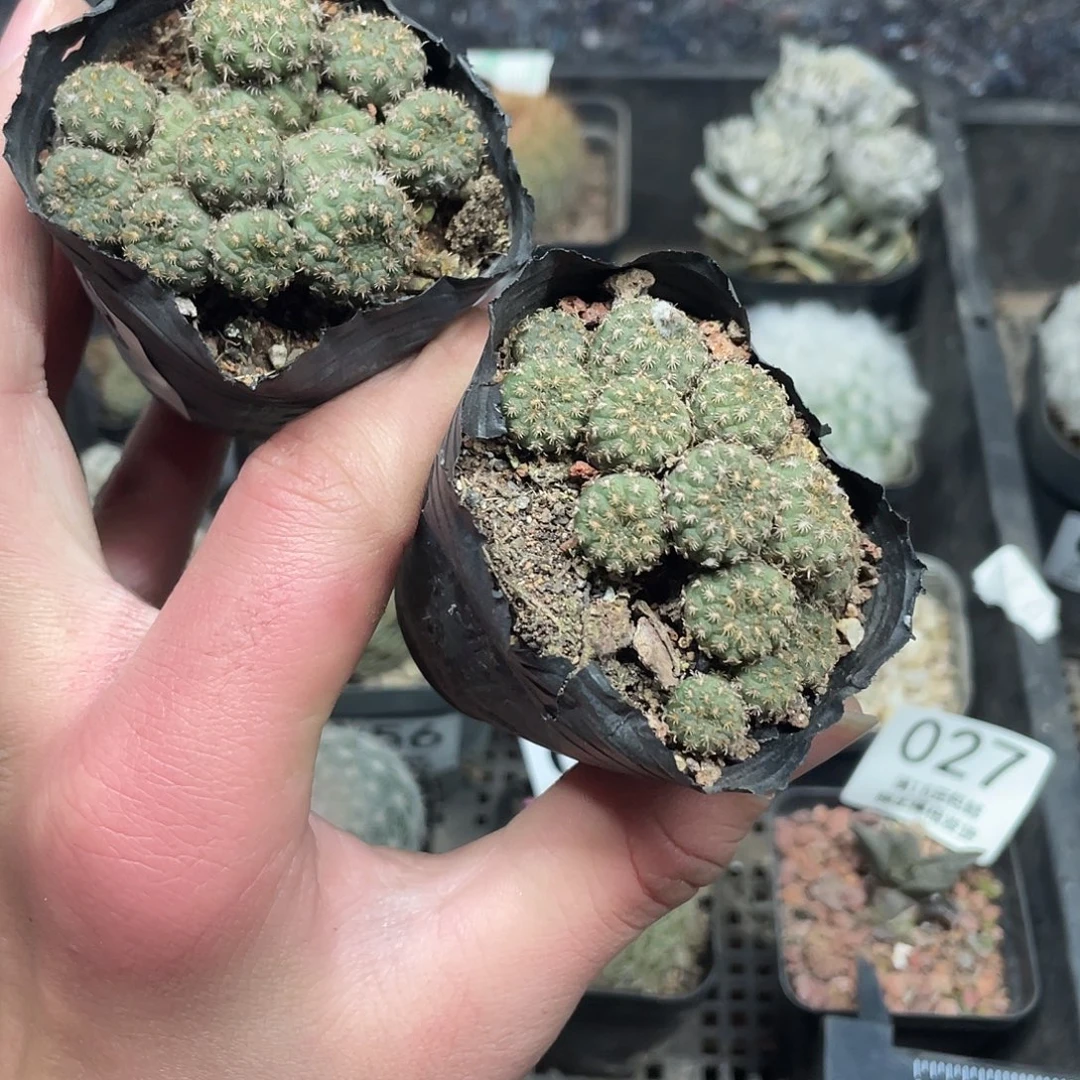 6元一颗士童（满18包邮）（脱土发货