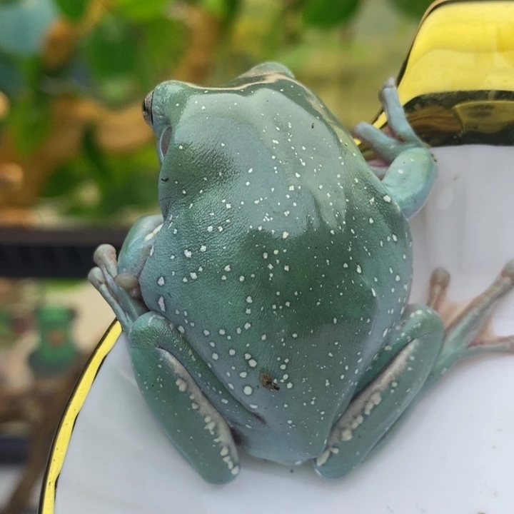 我***肝老爷树蛙微残右侧突骨