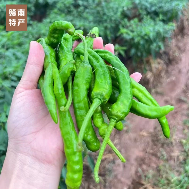 江西赣南特产青椒宁都本地新鲜薄皮皱皮辣椒农家露天种植现摘蔬菜