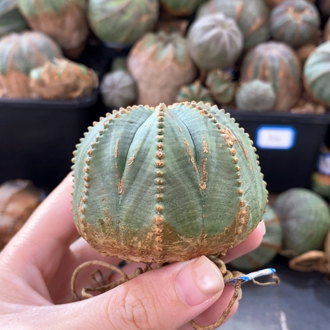 26布纹球精品一物一拍