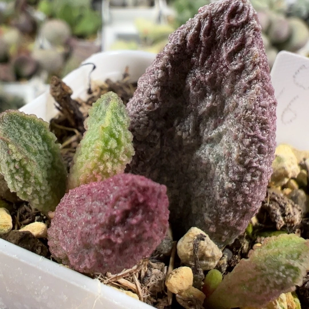 w紫色冰晶颗粒款实生新品