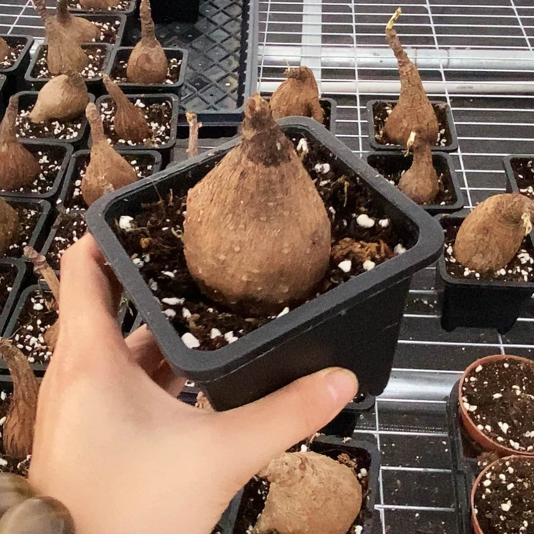 一物一拍奇异油杆