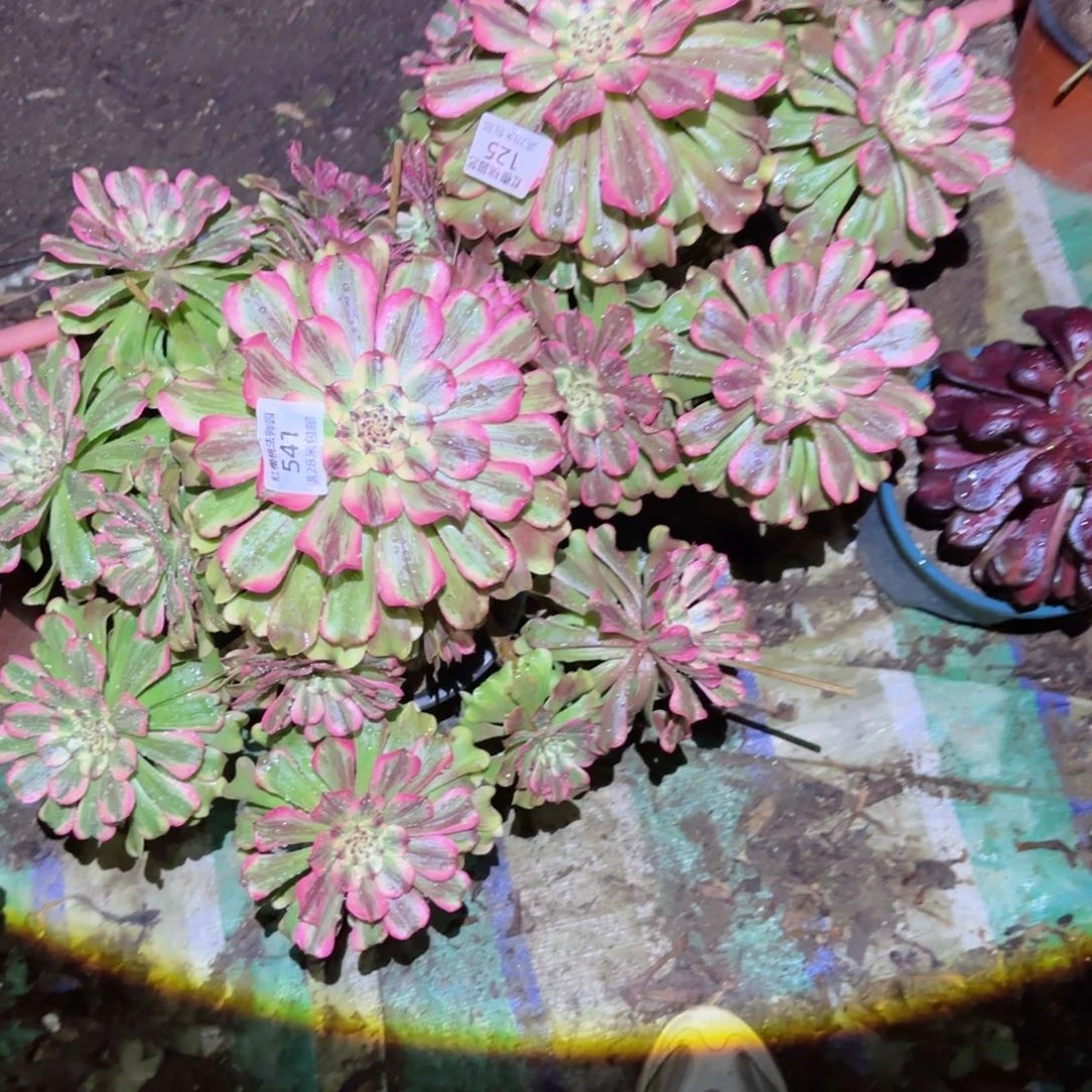 沙黄法师多肉541