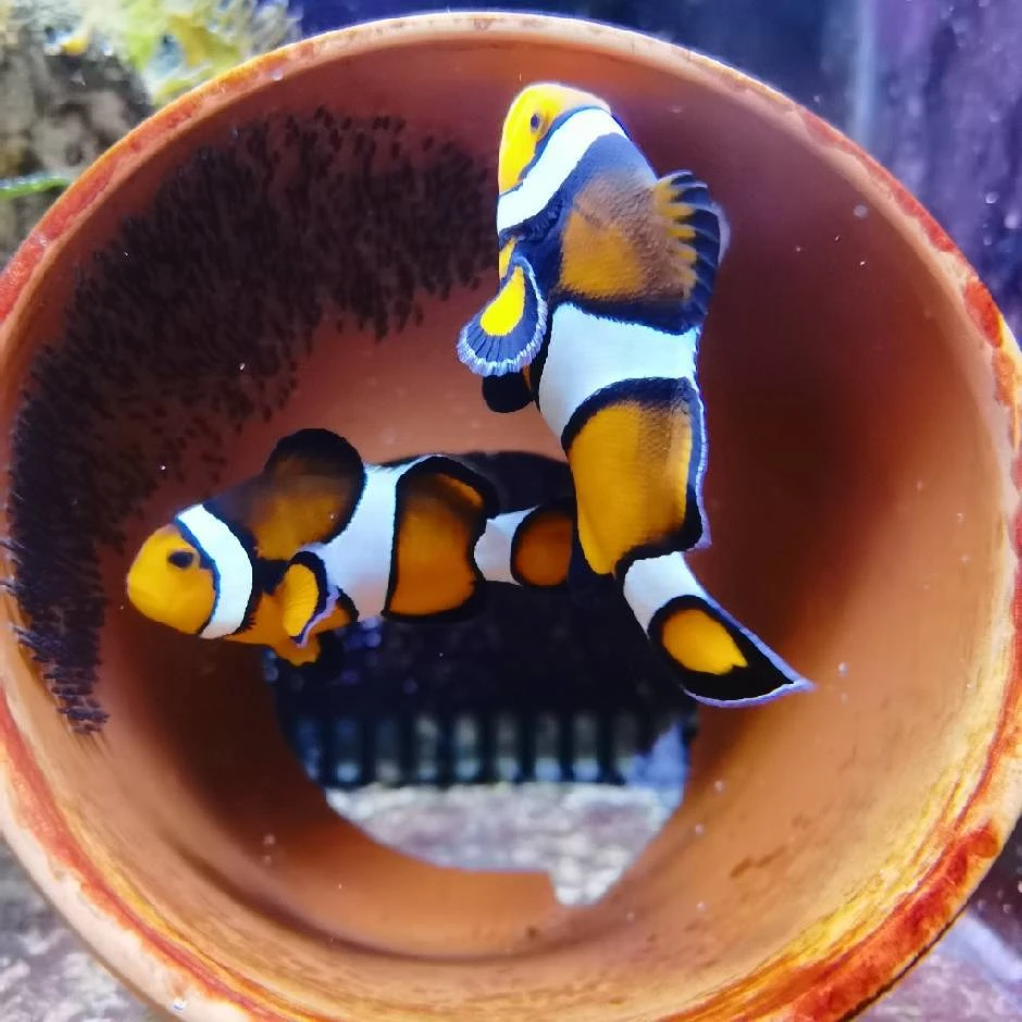 人工饲养公子小丑鱼热带海水鱼观赏鱼活体饲养混养