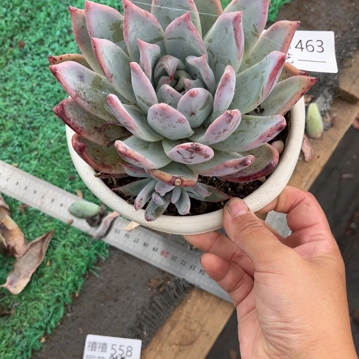 463野卡多肉植物