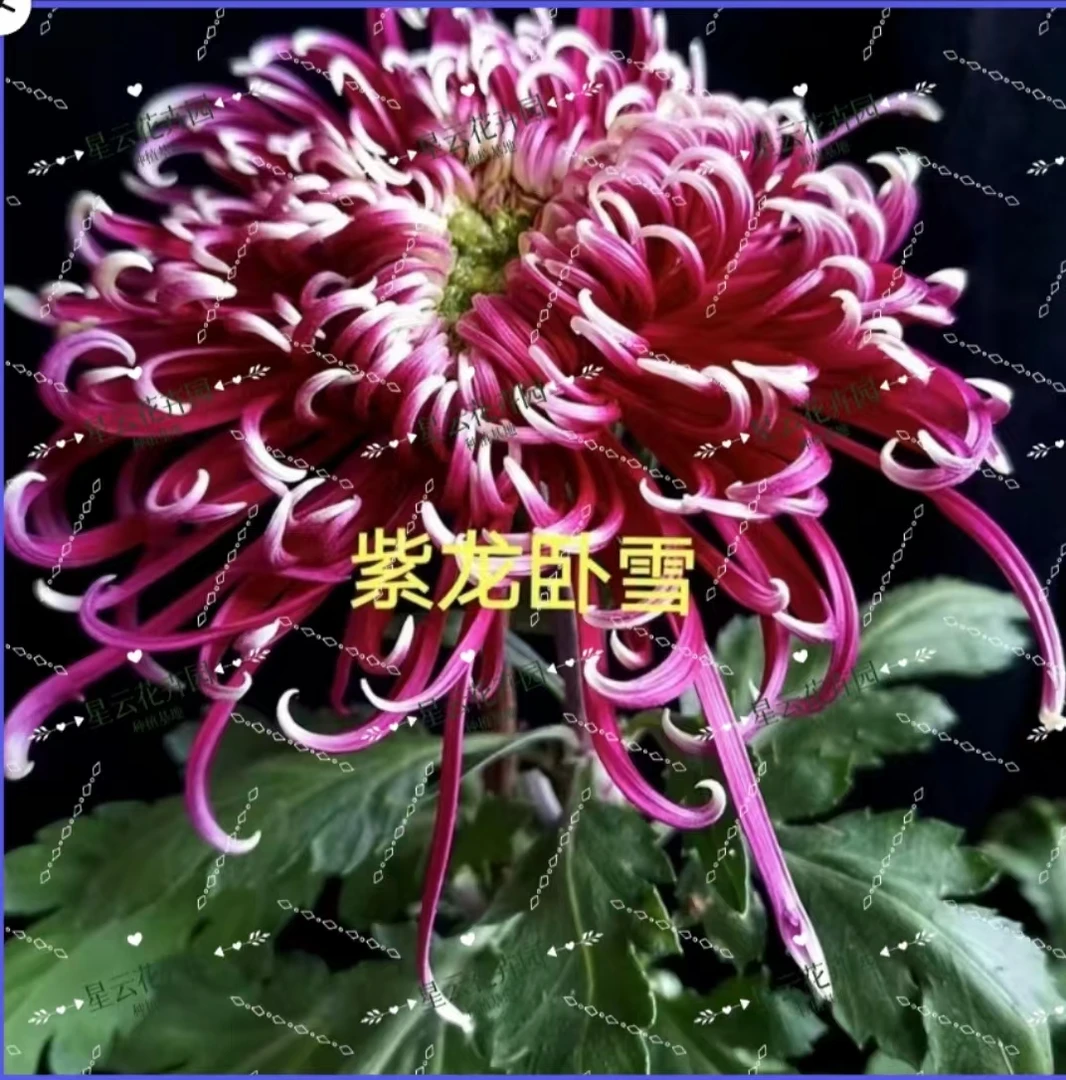 九月菊【紫龙卧雪】带花苞发货耐低温耐寒阳台地栽庭院好养活