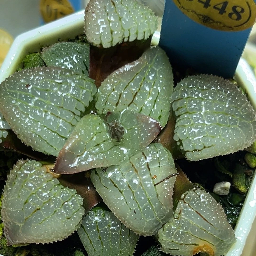 恭喜发财大吉大利0448