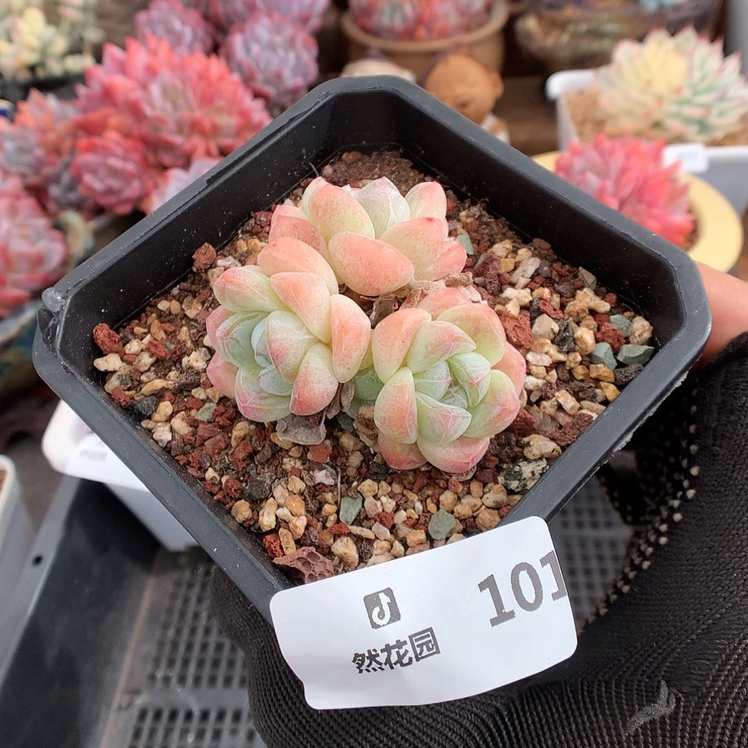 101冰玉多肉植物mo