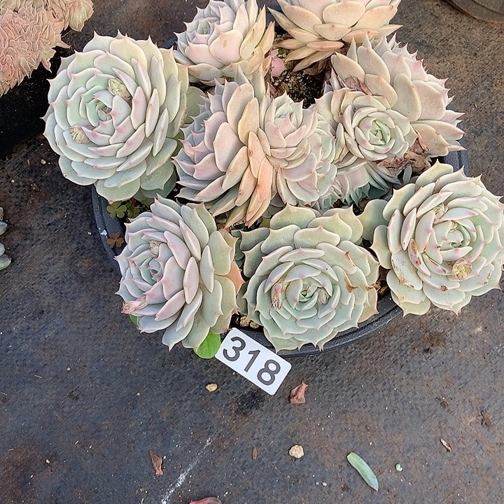 318露娜莲 一物一拍多肉