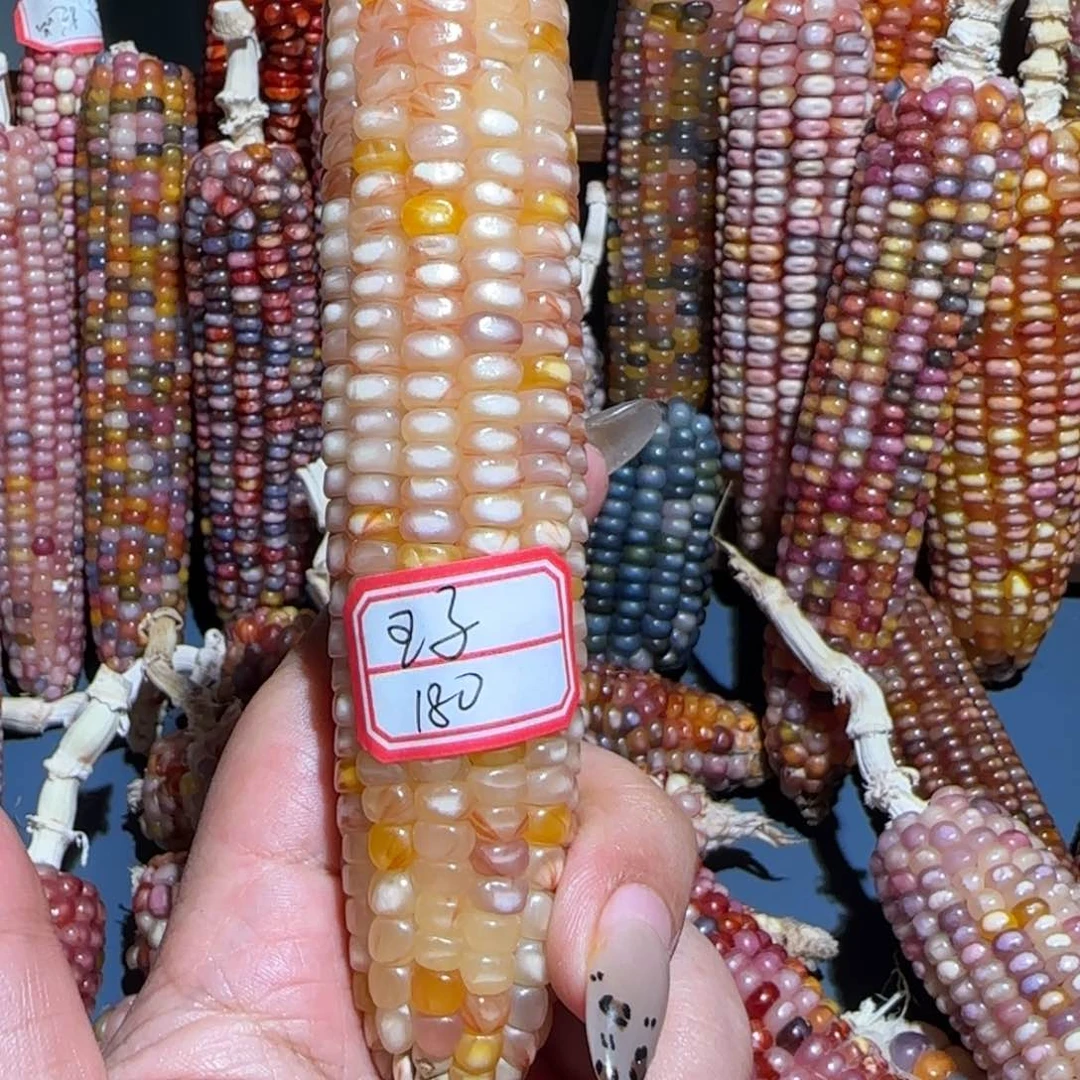 文玩玉米毛料定制