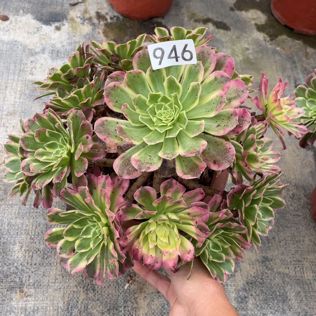 天合多肉植物老桩