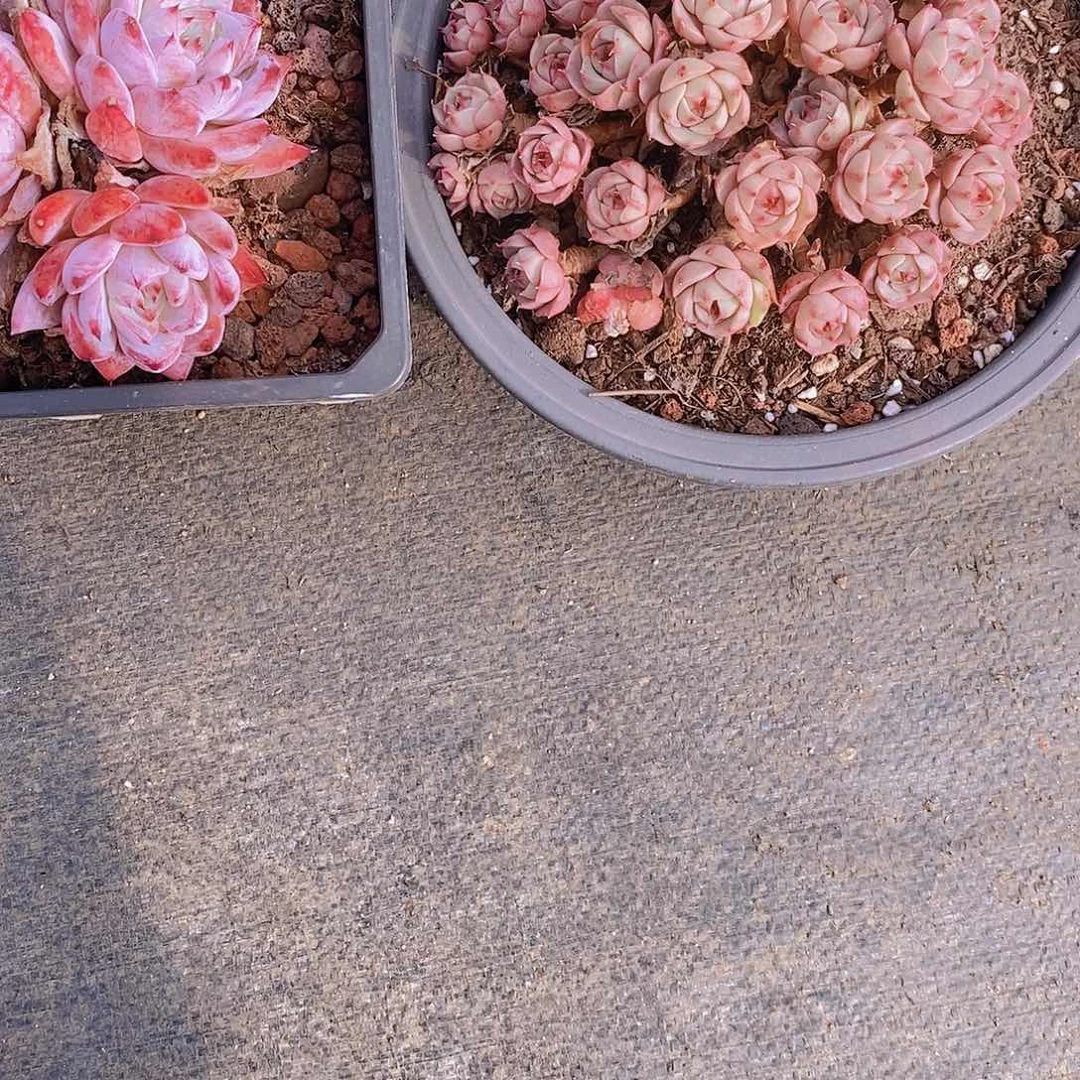 依*578多肉植物老桩