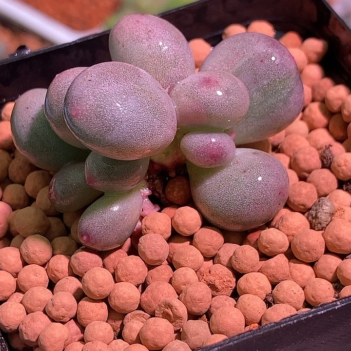 米可奶酪锦多肉植物