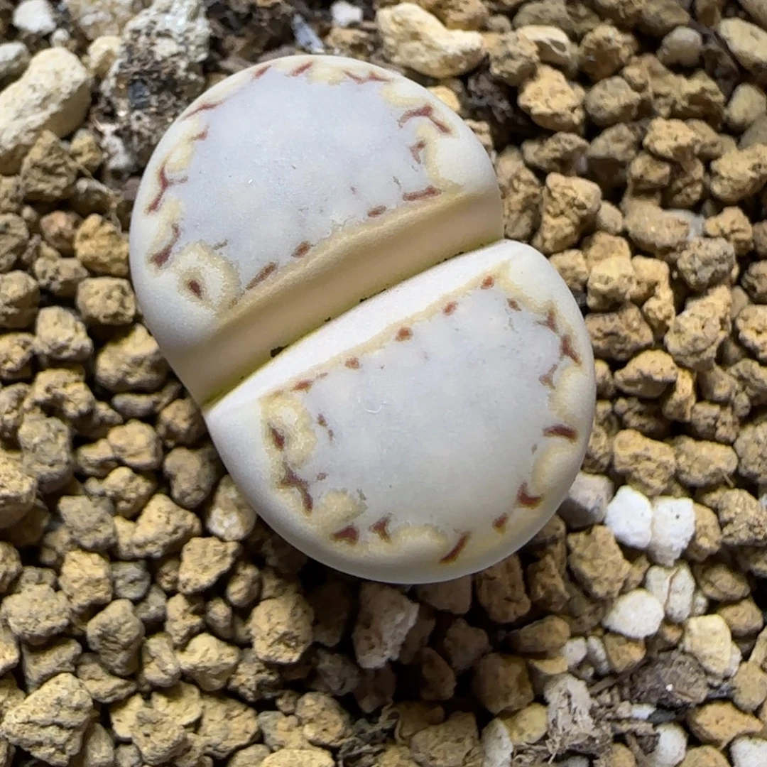 12.2.217饼干.9012尺寸1.9cm