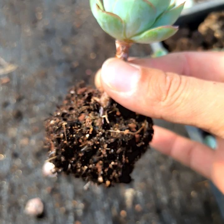 牡丹亭老庄，满5元包邮