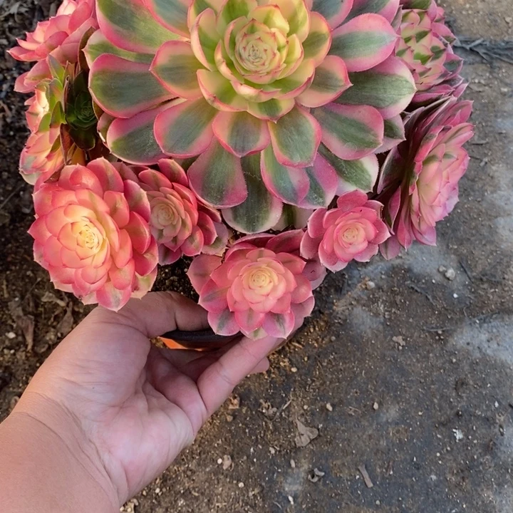 多肉植物倾城755多肉