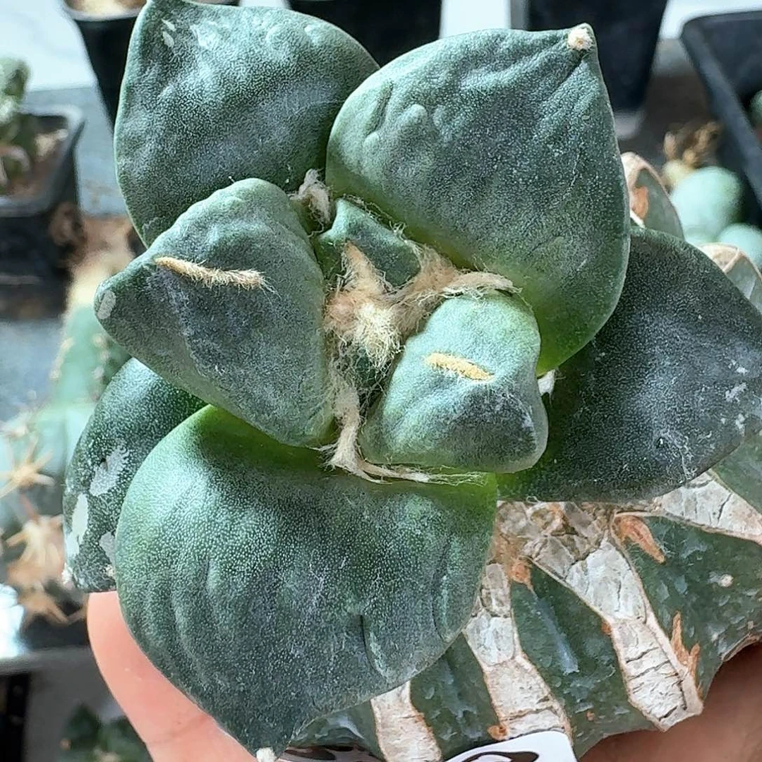 【闪购商品】无花朵房*庆达摩丸尤392