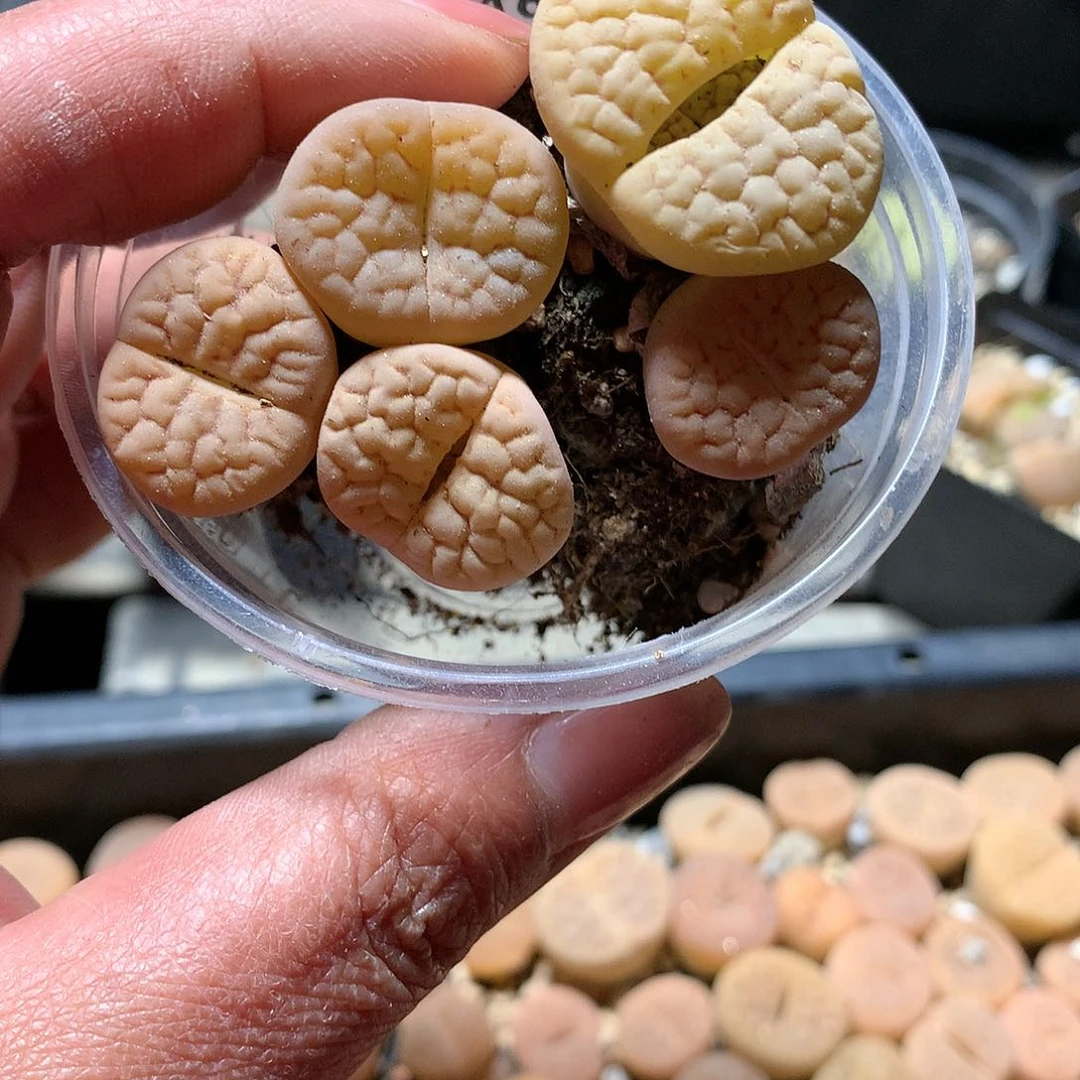 幸**美E168多肉植物保护研究所