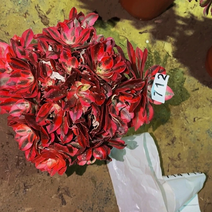 712妖月多肉植物处理不售后砍头