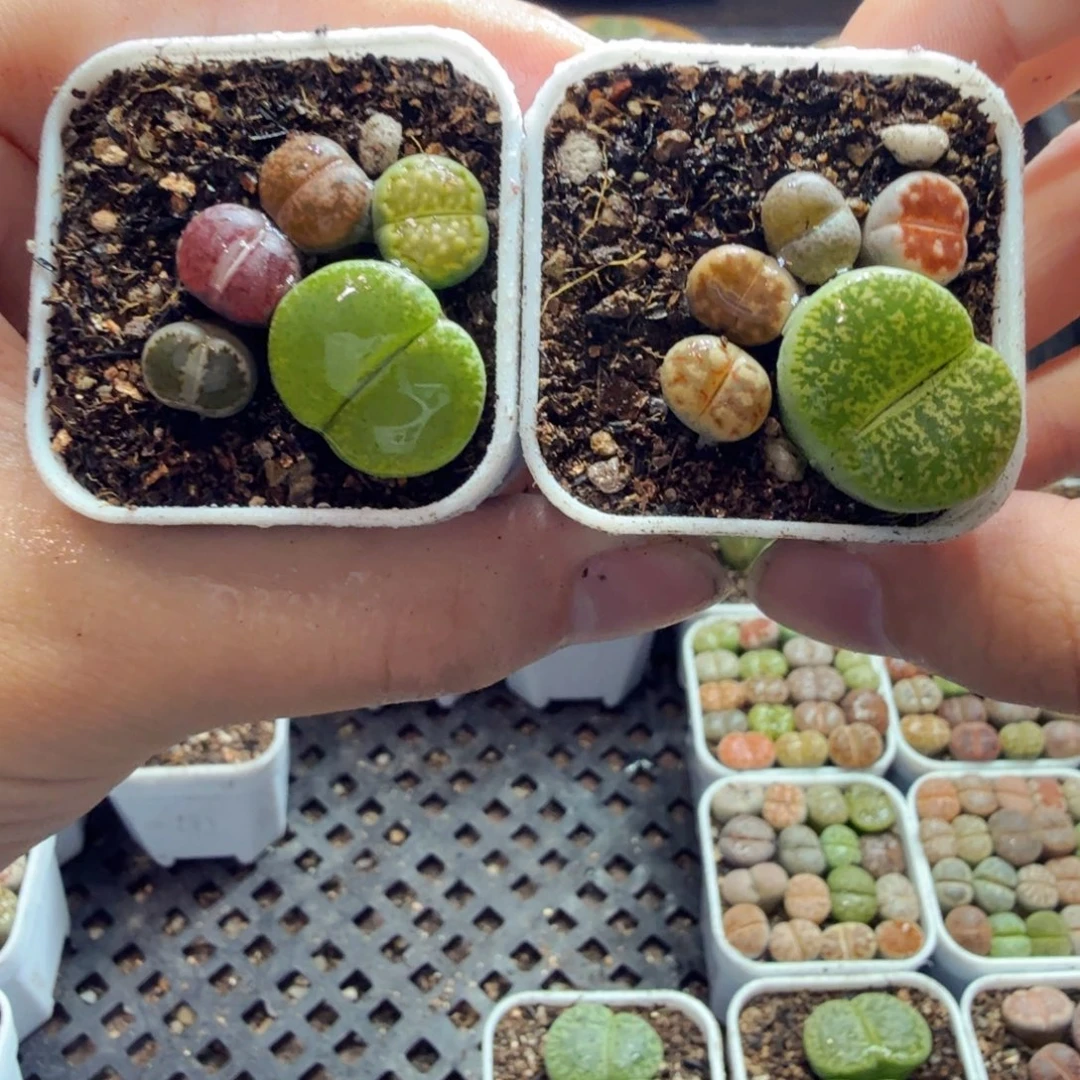 多肉植物的生长发育和生长147