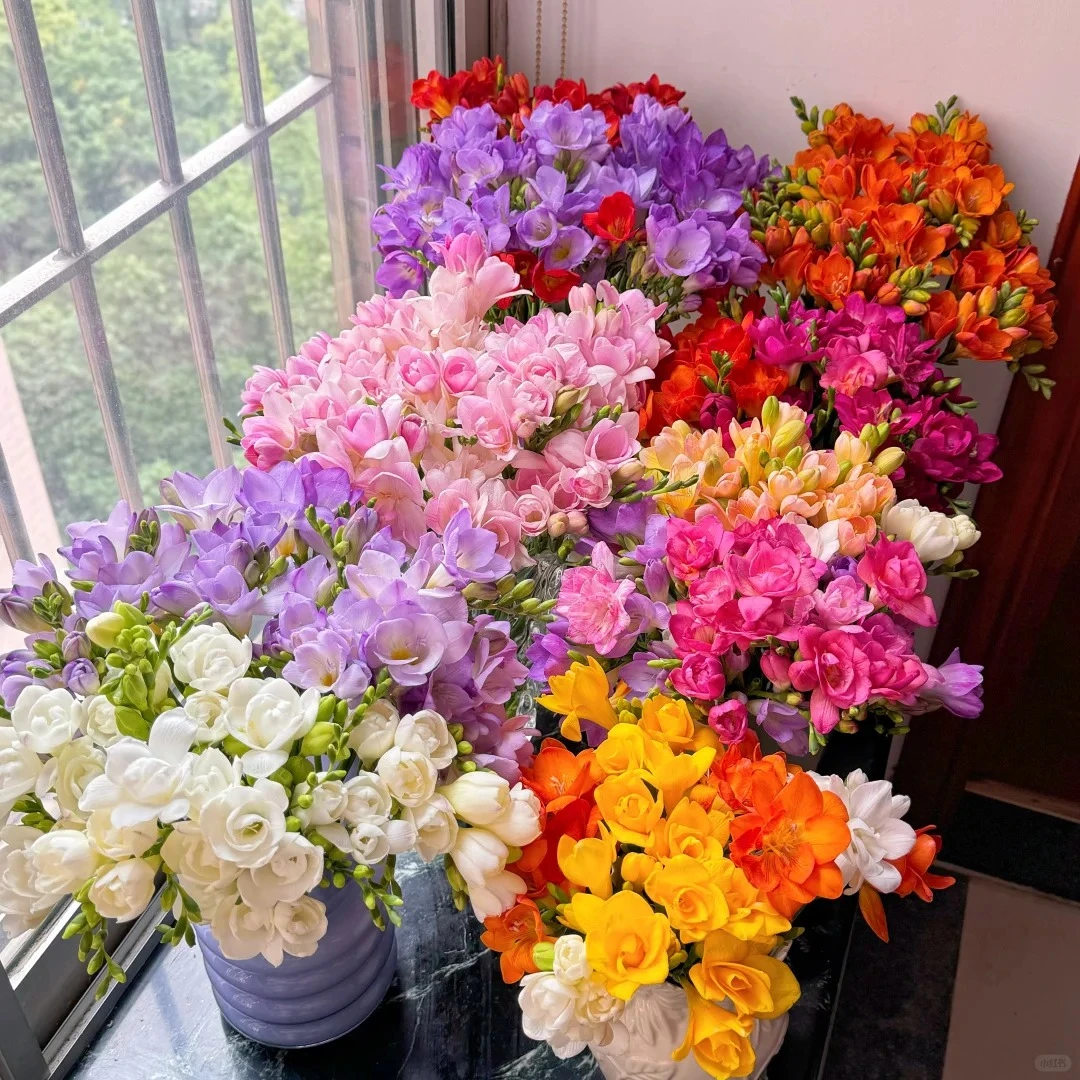 【浪漫壹号】爆花神器 香雪兰&小苍兰混色香雪兰抱抱桶