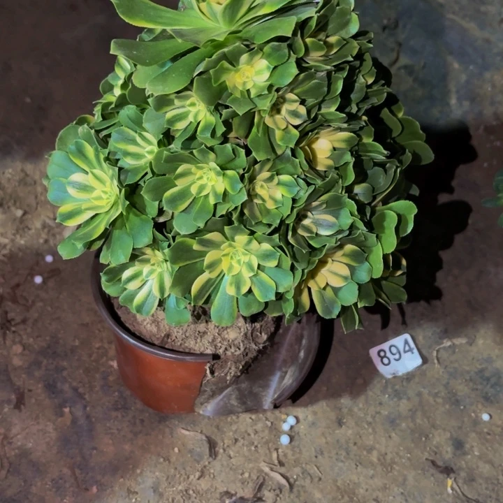 357辛尼亚多肉植物不售后