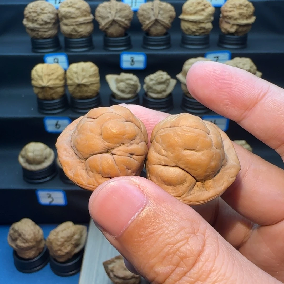 T****把件桃核金刚鹦蟾