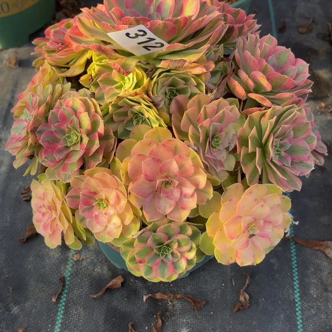 312大雨河多肉植物福利