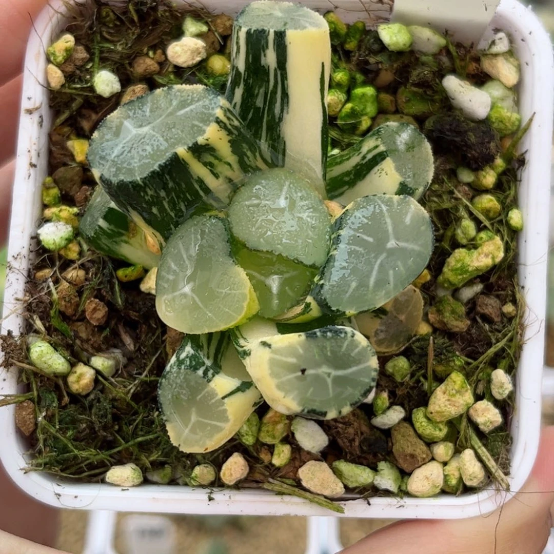419玉龙万象锦哈哈哈哈哈