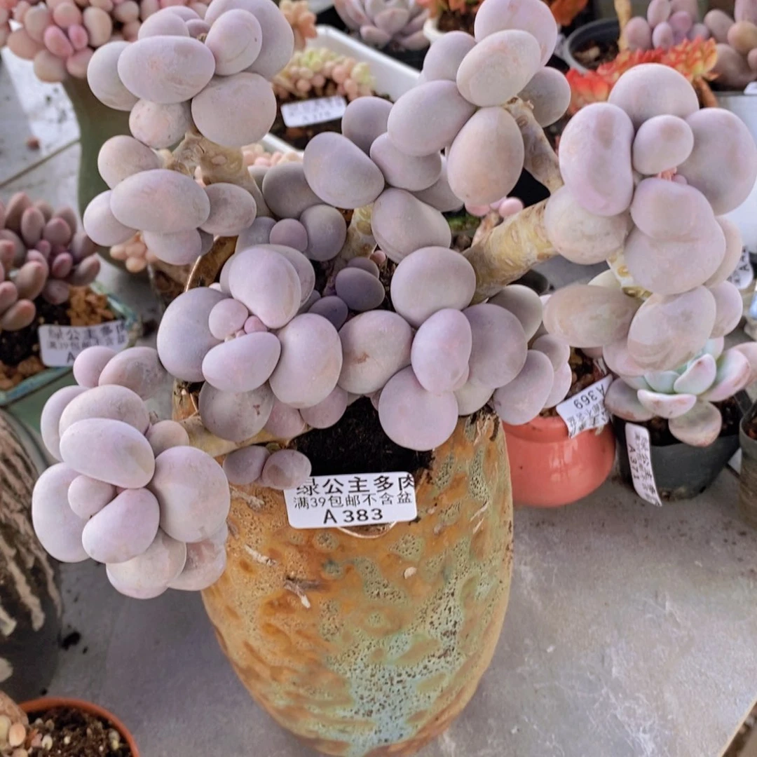 芭比奶洛14cm383多肉植物