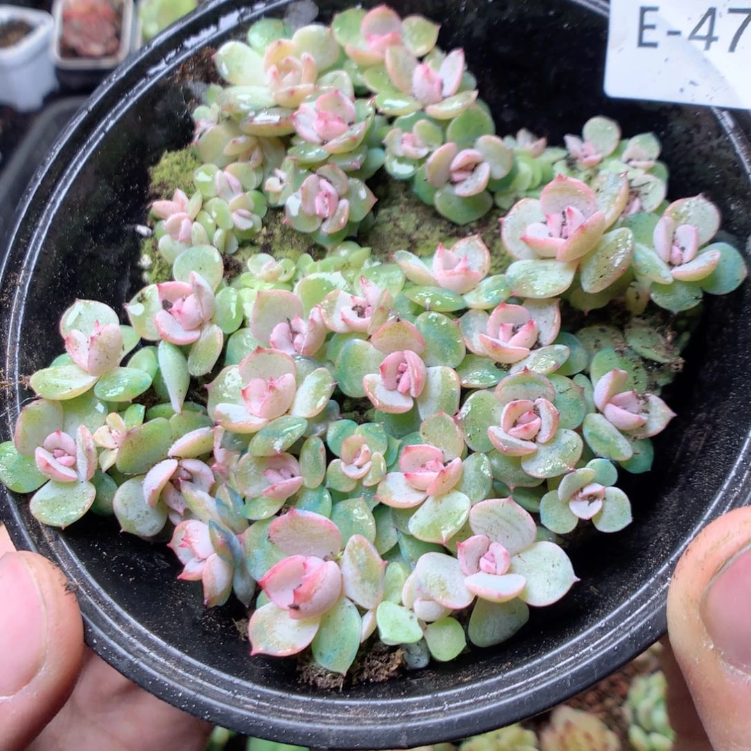 无花朵E47夜莺yyyyyyyy