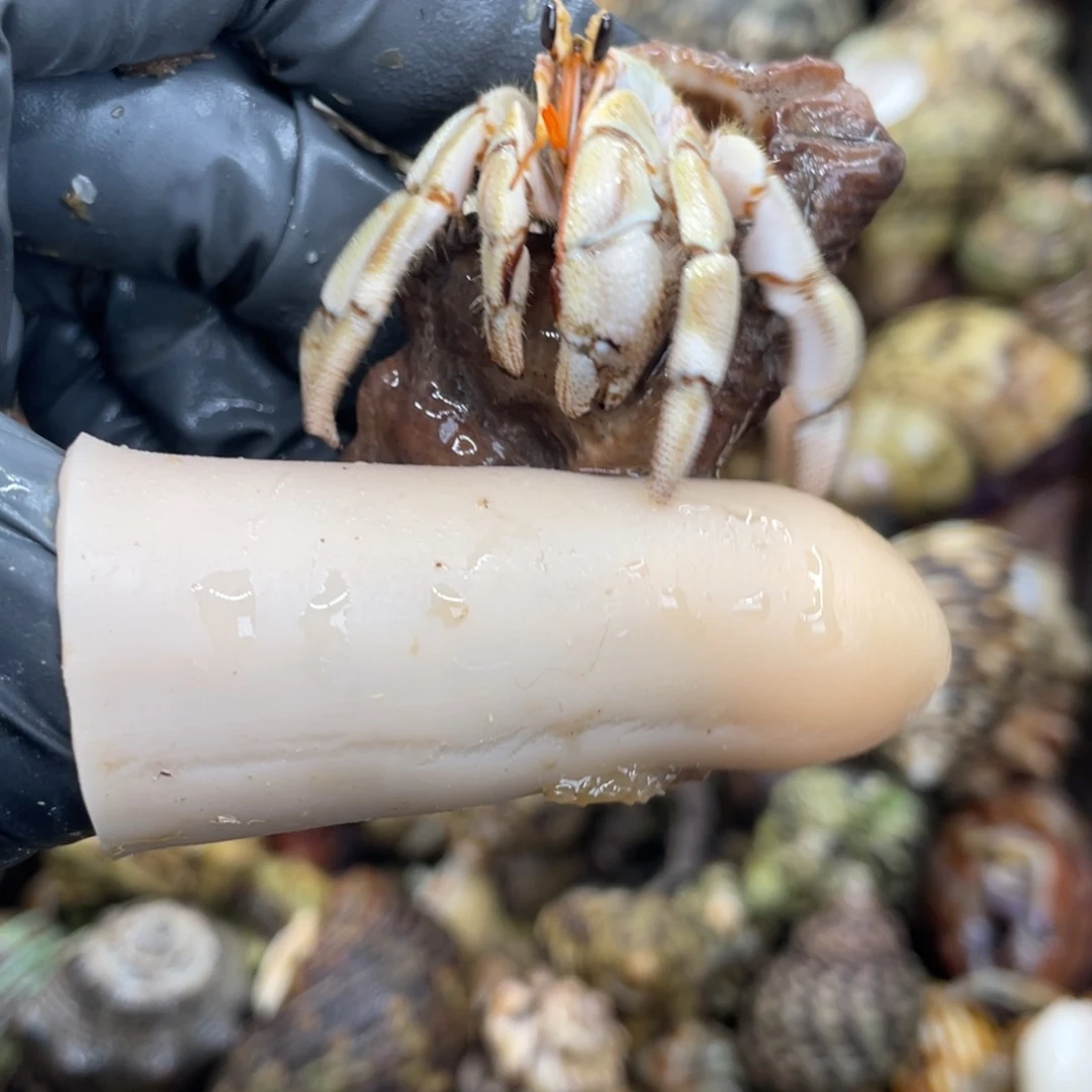 不退不换活体宠物192