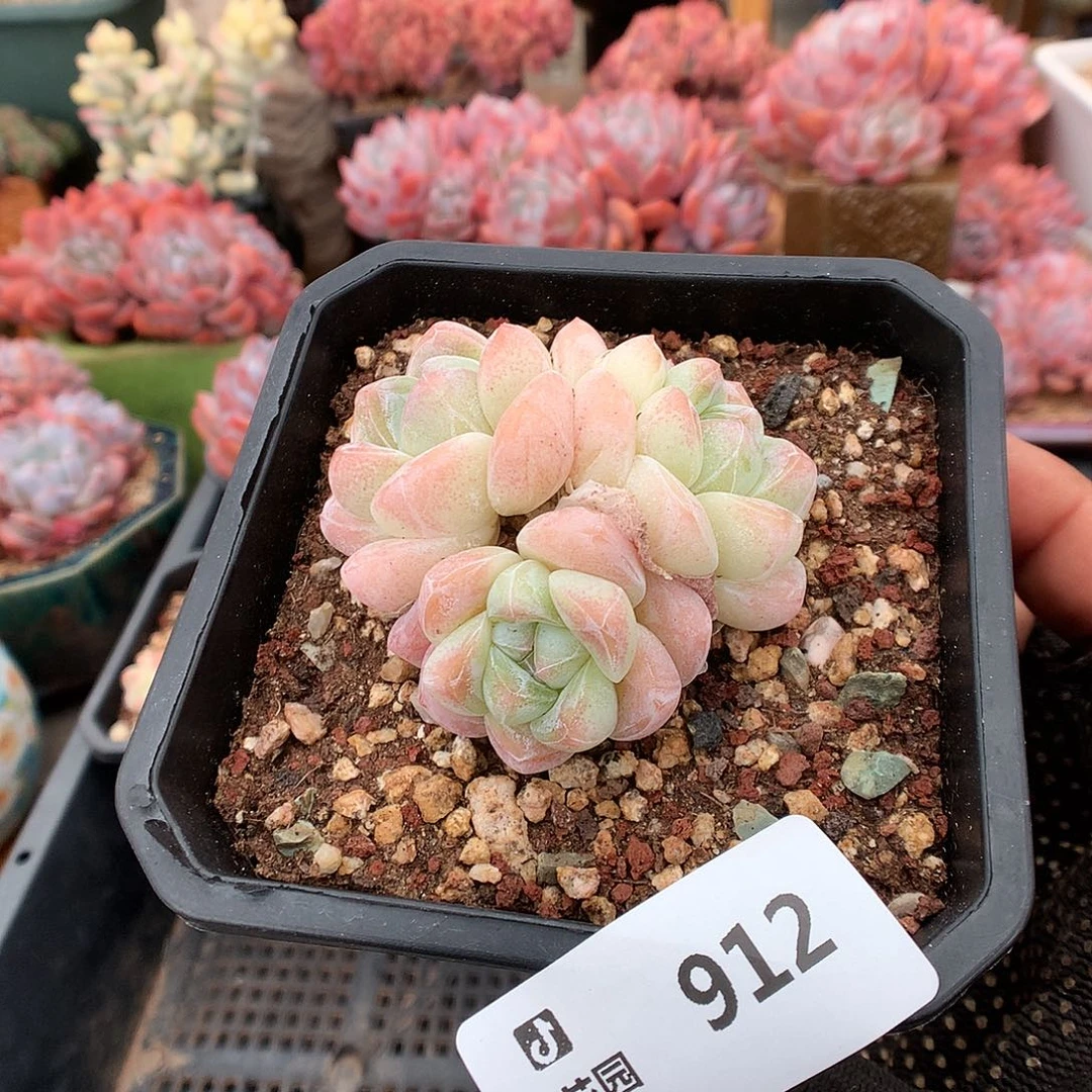 912冰玉多肉植物666