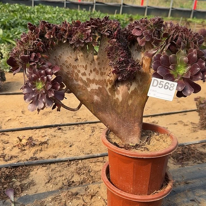 568欧紫一颗呀呀呀