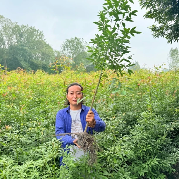 （3棵包邮1米高）四川金丝楠木基地直发