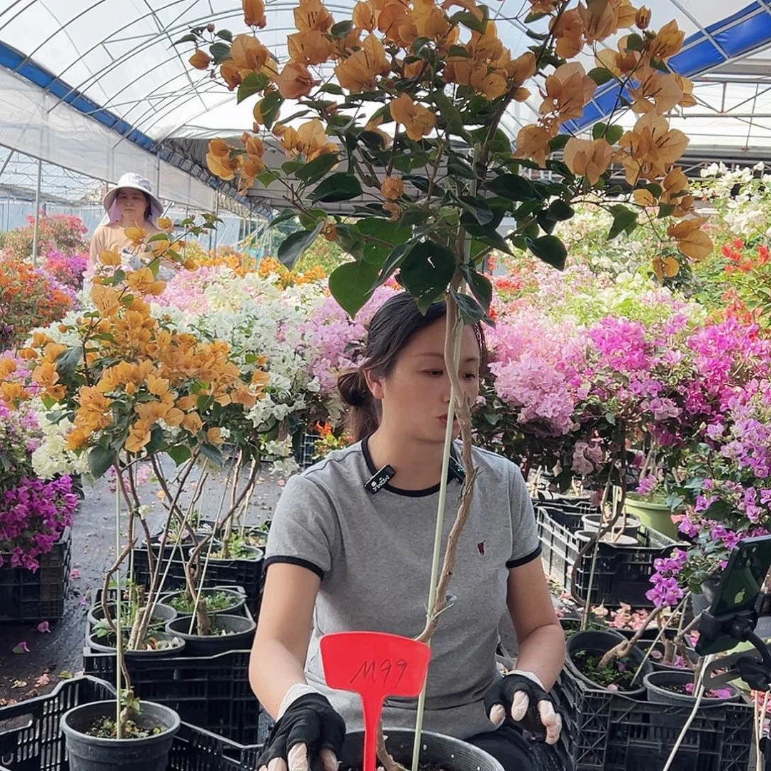 南***询大部分花苞少量开放M99