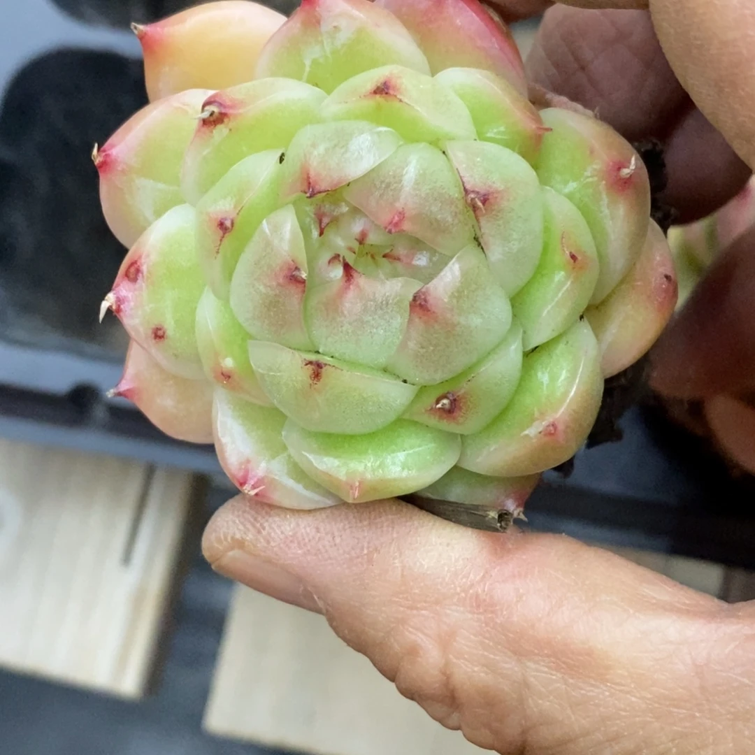 精品多肉一物拍不包整237
