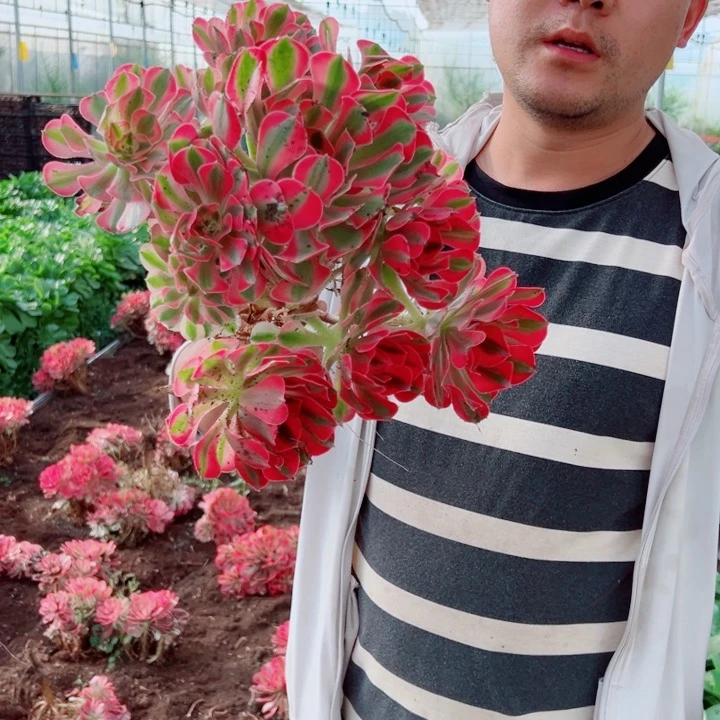 粉女巫地栽多肉法师