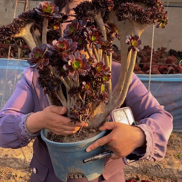 黑法一颗多肉植物