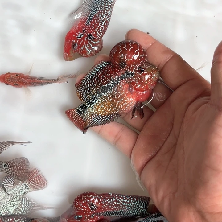 穷***们罗汉鱼588/////////////