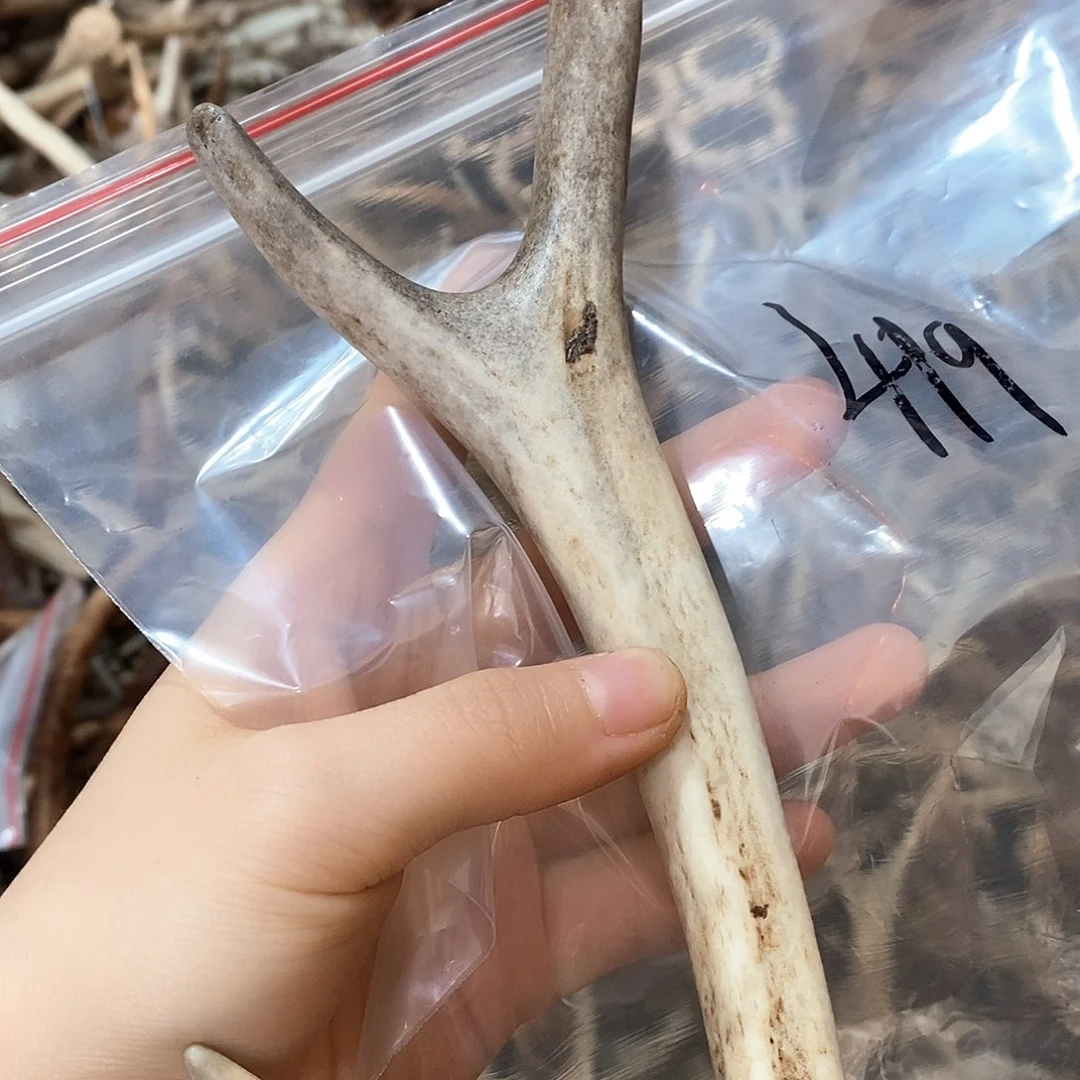 鹿角鹿角鹿角鹿角鹿