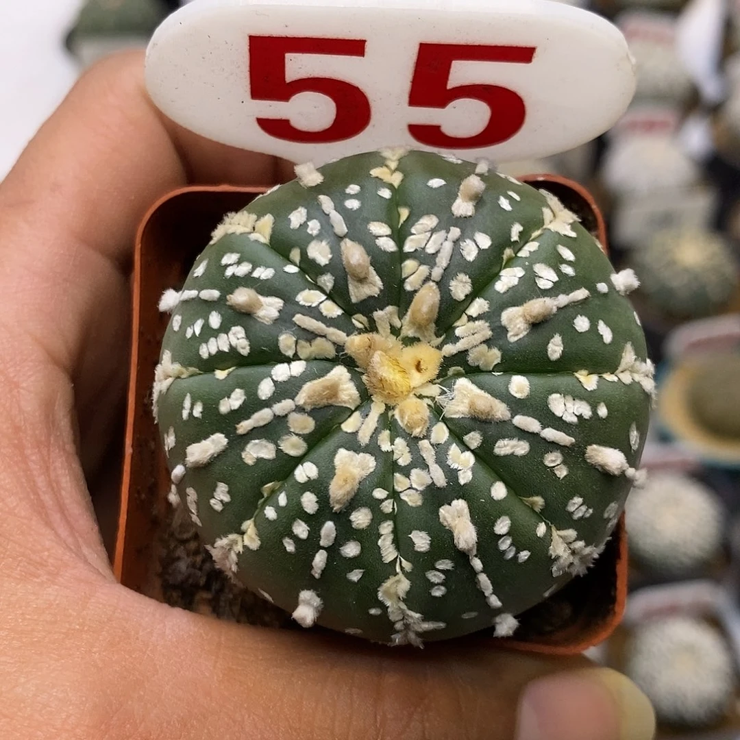 55特价啦福利特价啦
