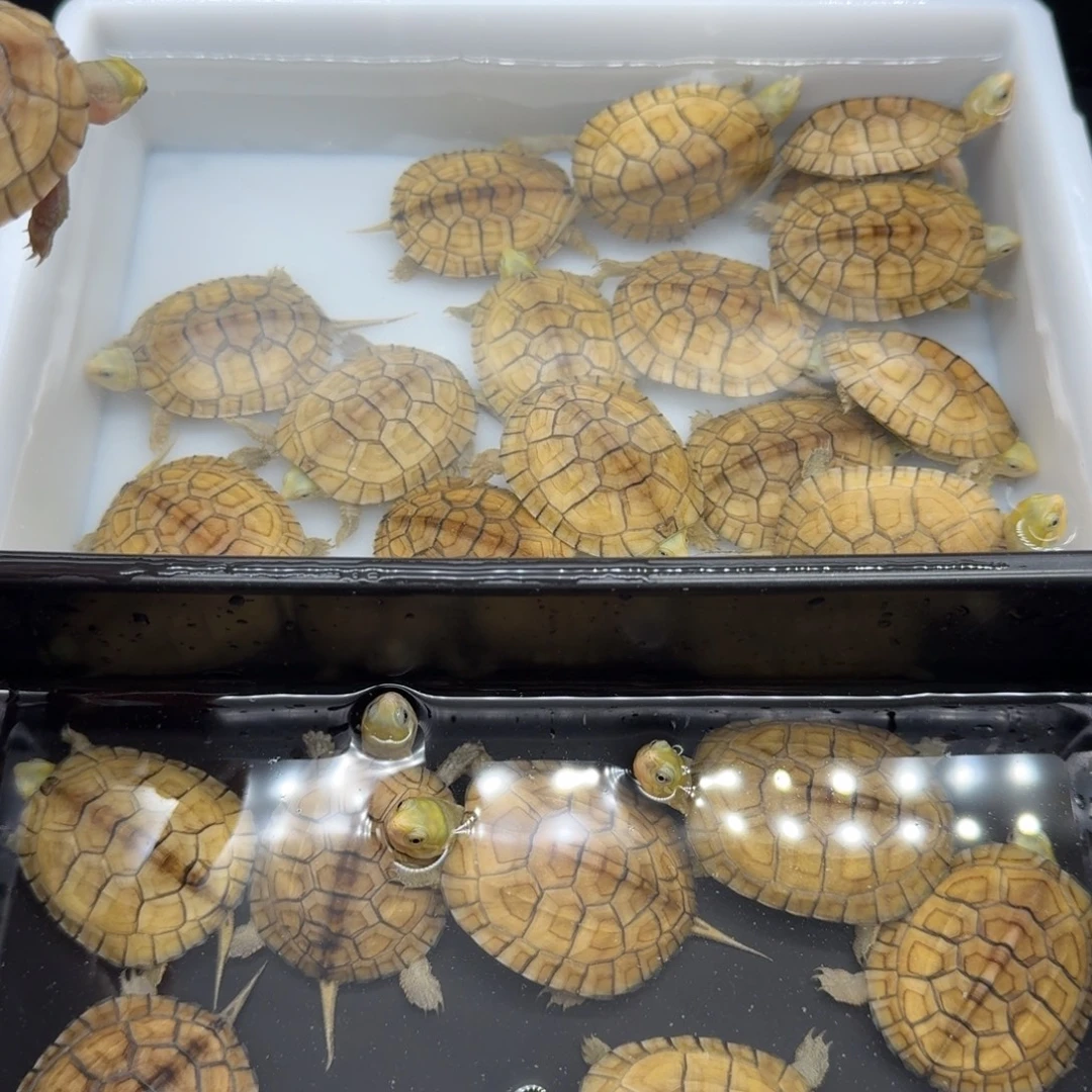 。***。中华草龟母乌龟乌龟乌龟